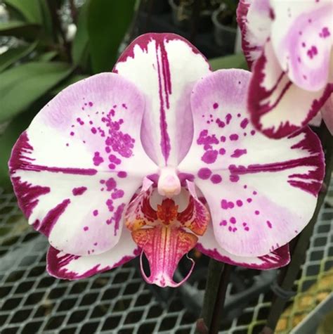Showcase of Phalaenopsis Mghuc Art Orchids in Botanical Gardens